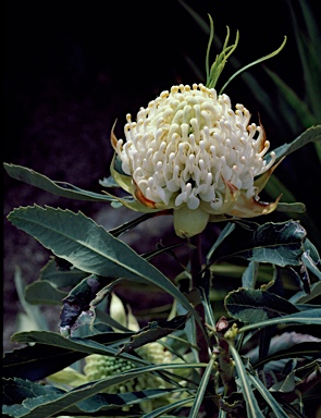 APII jpeg image of Telopea speciosissima 'Wirrimbirra White'  © contact APII