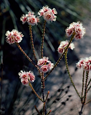 APII jpeg image of Verticordia ovalifolia  © contact APII