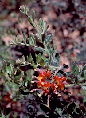 APII jpeg image of Grevillea alpina  © contact APII