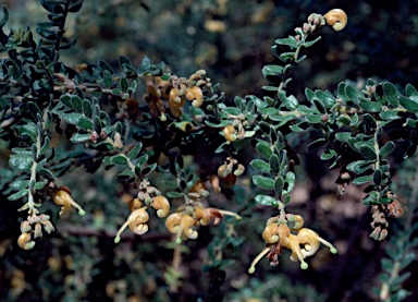 APII jpeg image of Grevillea alpina  © contact APII