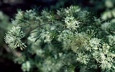 APII jpeg image of Grevillea anethifolia  © contact APII
