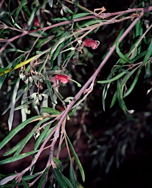 APII jpeg image of Grevillea arenaria subsp. arenaria  © contact APII