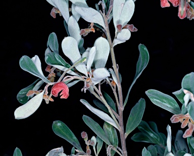 APII jpeg image of Grevillea arenaria subsp. canescens  © contact APII
