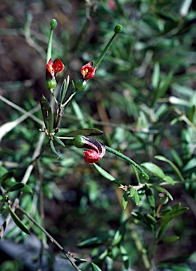 APII jpeg image of Grevillea montana  © contact APII