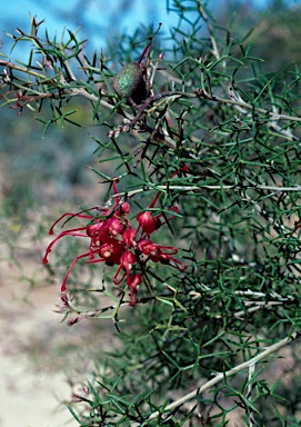 APII jpeg image of Grevillea asparagoides  © contact APII