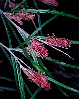 APII jpeg image of Grevillea aspleniifolia  © contact APII