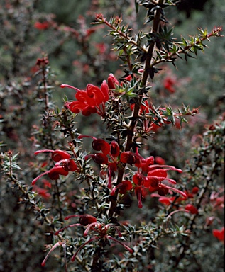 APII jpeg image of Grevillea asteriscosa  © contact APII