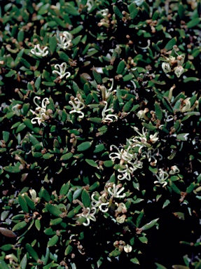 APII jpeg image of Grevillea australis  © contact APII