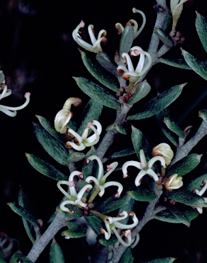 APII jpeg image of Grevillea australis  © contact APII