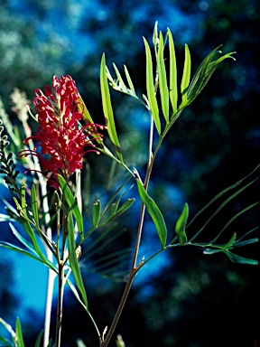 APII jpeg image of Grevillea banksii  © contact APII