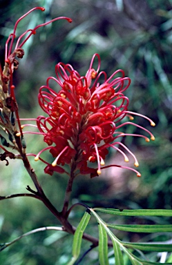 APII jpeg image of Grevillea banksii  © contact APII