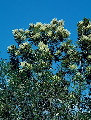 APII jpeg image of Grevillea baileyana  © contact APII