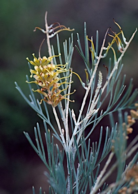 APII jpeg image of Grevillea baxteri  © contact APII