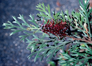 APII jpeg image of Grevillea beadleana  © contact APII