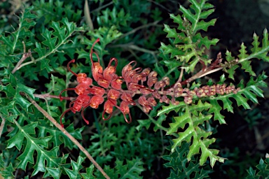 APII jpeg image of Grevillea bipinnatifida  © contact APII