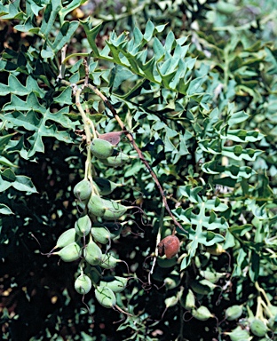 APII jpeg image of Grevillea bipinnatifida  © contact APII