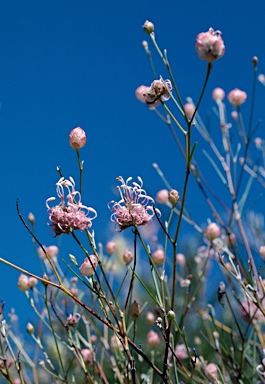 APII jpeg image of Grevillea bracteosa  © contact APII