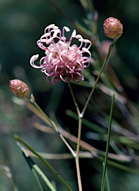 APII jpeg image of Grevillea bracteosa  © contact APII