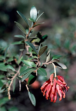 APII jpeg image of Grevillea brevifolia  © contact APII