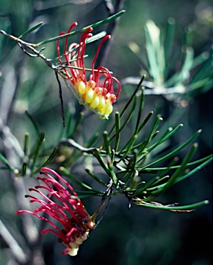 APII jpeg image of Grevillea concinna subsp. lemanniana  © contact APII