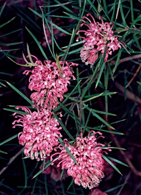 APII jpeg image of Grevillea confertifolia  © contact APII