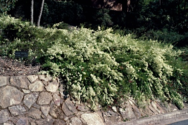 APII jpeg image of Grevillea curviloba subsp. incurva  © contact APII