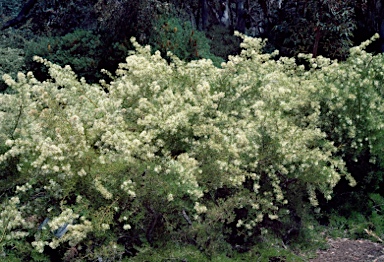 APII jpeg image of Grevillea biternata  © contact APII