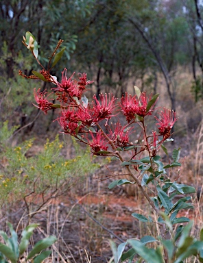 APII jpeg image of Grevillea decora subsp. decora  © contact APII