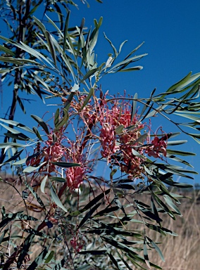 APII jpeg image of Grevillea decurrens  © contact APII