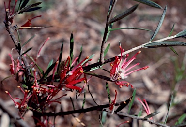 APII jpeg image of Grevillea deflexa  © contact APII