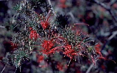 APII jpeg image of Grevillea delta  © contact APII