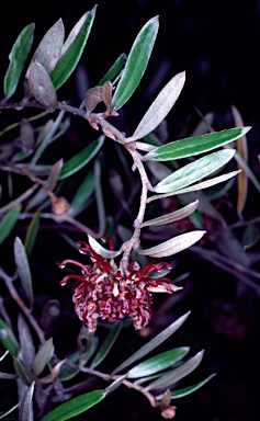 APII jpeg image of Grevillea evansiana  © contact APII