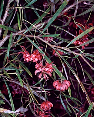 APII jpeg image of Grevillea diffusa subsp. filipendula  © contact APII