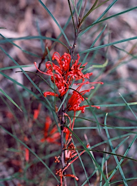 APII jpeg image of Grevillea dimorpha  © contact APII