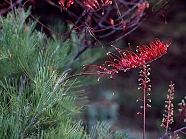 APII jpeg image of Grevillea dryandri subsp. dasycarpa  © contact APII