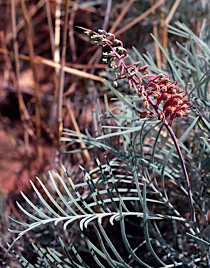 APII jpeg image of Grevillea dryandri subsp. dryandri  © contact APII