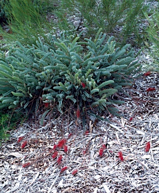 APII jpeg image of Grevillea dryandroides subsp. hirsuta  © contact APII