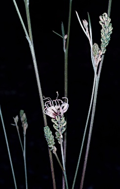 APII jpeg image of Grevillea endlicheriana  © contact APII