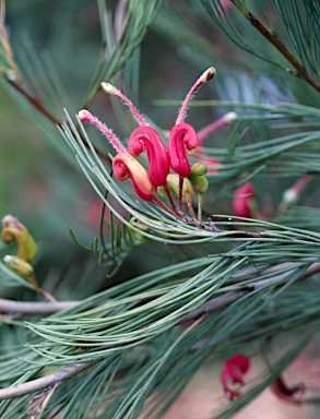 APII jpeg image of Grevillea erectiloba  © contact APII