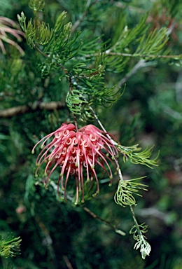 APII jpeg image of Grevillea fililoba  © contact APII