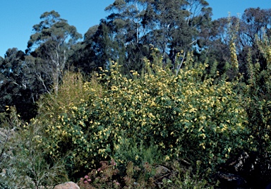 APII jpeg image of Grevillea flexuosa  © contact APII