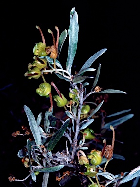 APII jpeg image of Grevillea floribunda subsp. tenella  © contact APII