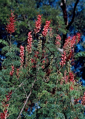 APII jpeg image of Grevillea georgeana  © contact APII