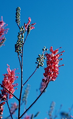 APII jpeg image of Grevillea georgeana  © contact APII