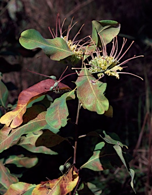 APII jpeg image of Grevillea pluricaulis  © contact APII