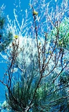 APII jpeg image of Grevillea gordoniana  © contact APII