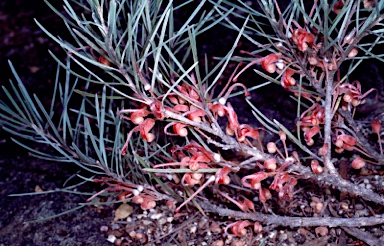APII jpeg image of Grevillea haplantha subsp. haplantha  © contact APII