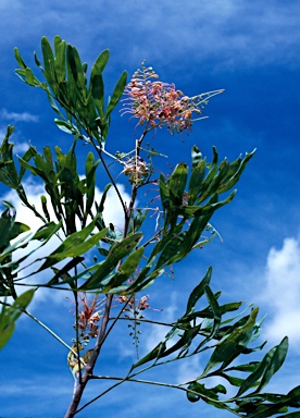 APII jpeg image of Grevillea decurrens  © contact APII