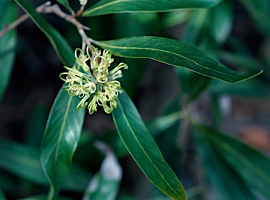 APII jpeg image of Grevillea helmsiae  © contact APII