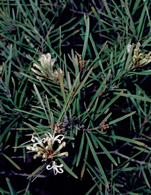 APII jpeg image of Grevillea humilis subsp. humilis  © contact APII